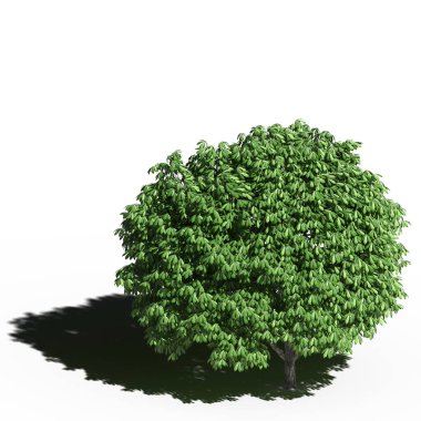 large tree with a shadow under it, isolated on white background, 3D illustration, cg render