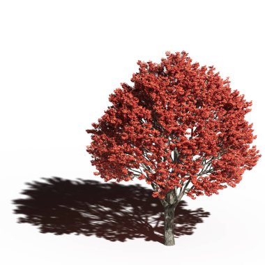 large tree with a shadow under it, isolated on white background, 3D illustration, cg render