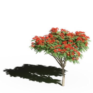 large tree with a shadow under it, isolated on white background, 3D illustration, cg render