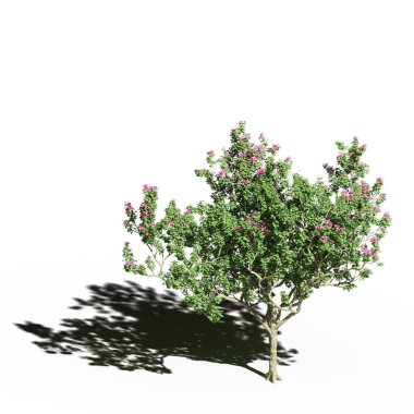 large tree with a shadow under it, isolated on white background, 3D illustration, cg render