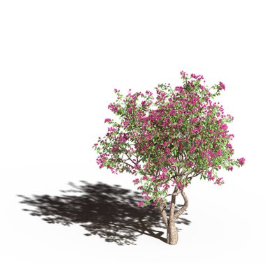 large tree with a shadow under it, isolated on white background, 3D illustration, cg render