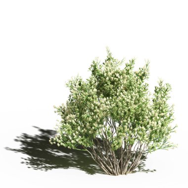 large tree with a shadow under it, isolated on white background, 3D illustration, cg render