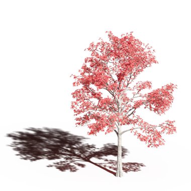 large tree with a shadow under it, isolated on white background, 3D illustration, cg render