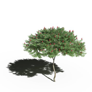large tree with a shadow under it, isolated on white background, 3D illustration, cg render