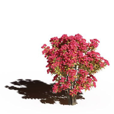 large tree with a shadow under it, isolated on white background, 3D illustration, cg render