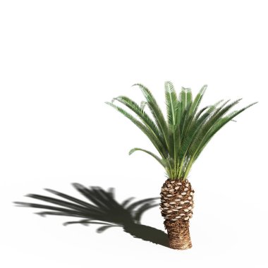large palm tree with a shadow under it, isolated on white background, 3D illustration, cg render