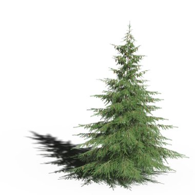 large conifer tree with a shadow under it, isolated on white background, 3D illustration, cg render