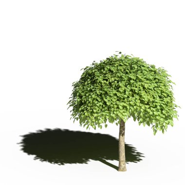 large tree with a shadow under it, isolated on white background, 3D illustration, cg render