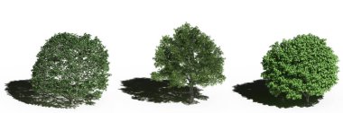 large trees with a shadow under it, isolated on white background, 3D illustration, cg render