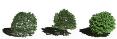 large trees with a shadow under it, isolated on white background, 3D illustration, cg render