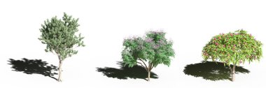 large trees with a shadow under it, isolated on white background, 3D illustration, cg render