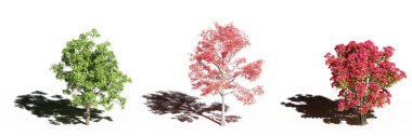 large trees with a shadow under it, isolated on white background, 3D illustration, cg render