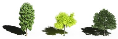 large trees with a shadow under it, isolated on white background, 3D illustration, cg render