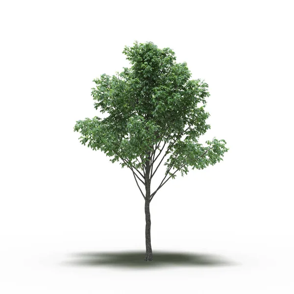 large tree with a shadow under it, isolated on white background, 3D illustration, cg render