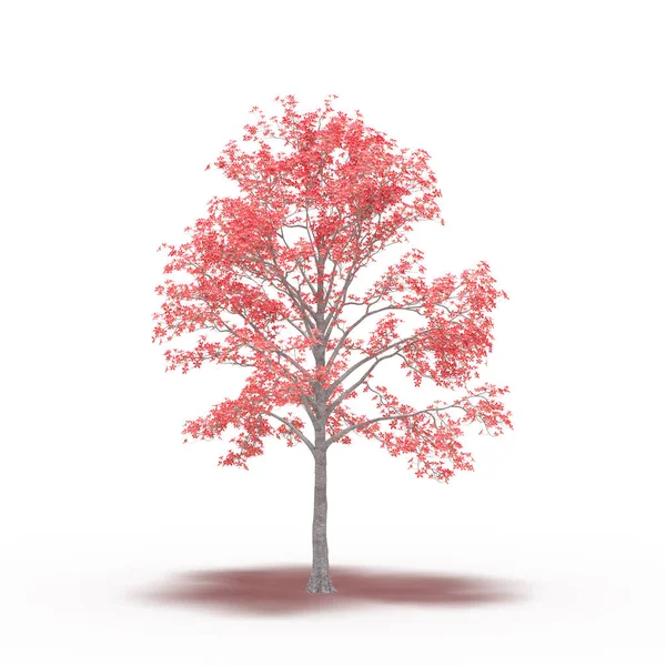large tree with a shadow under it, isolated on white background, 3D illustration, cg render