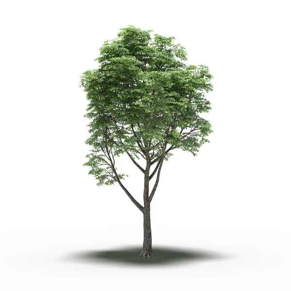 large tree with a shadow under it, isolated on white background, 3D illustration, cg render