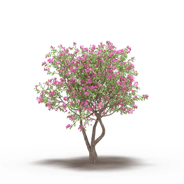 large tree with a shadow under it, isolated on white background, 3D illustration, cg render