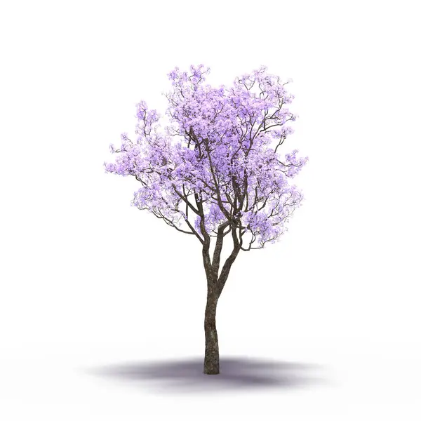 large tree with a shadow under it, isolated on white background, 3D illustration, cg render