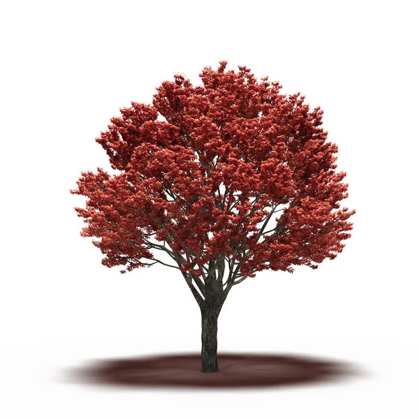 large tree with a shadow under it, isolated on white background, 3D illustration, cg render