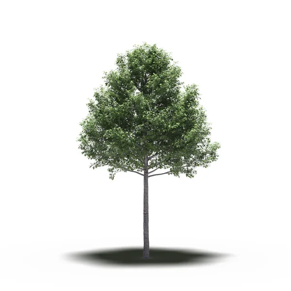 large tree with a shadow under it, isolated on white background, 3D illustration, cg render