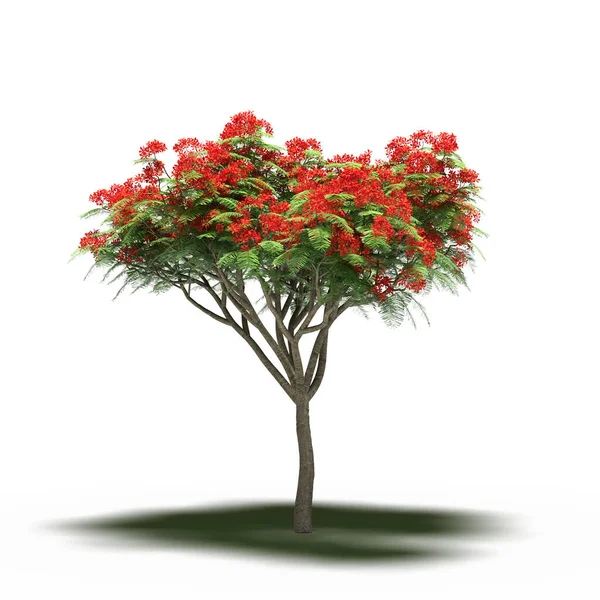 large tree with a shadow under it, isolated on white background, 3D illustration, cg render