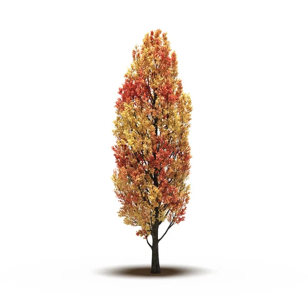 large tree with a shadow under it, isolated on white background, 3D illustration, cg render