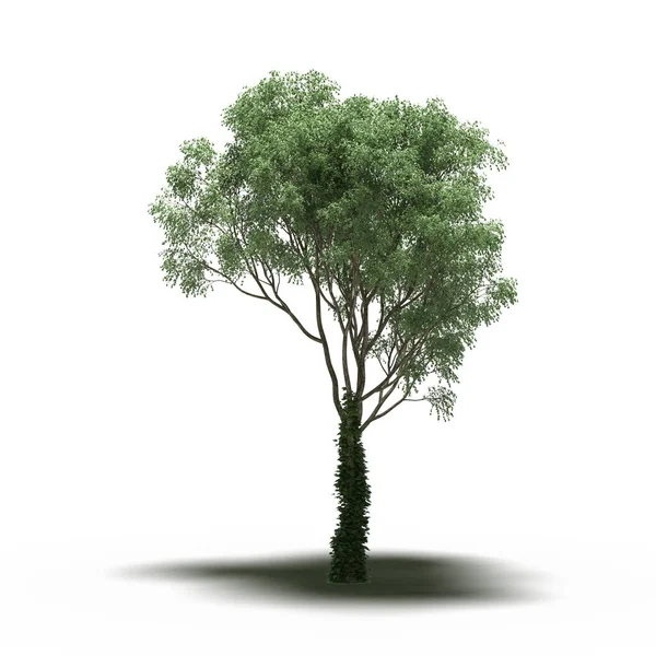 Altında gölgesi olan büyük bir ağaç, beyaz arkaplanda izole edilmiş, 3 boyutlu illüstrasyon