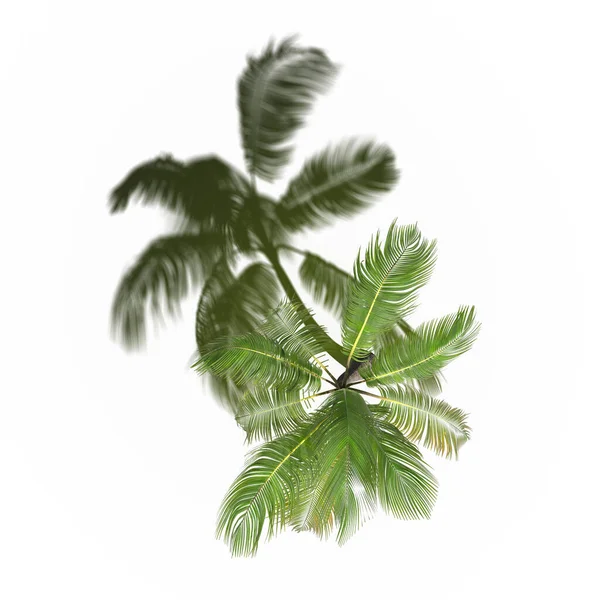 large palm trees with a shadow under it, isolated on white background, 3D illustration, top view