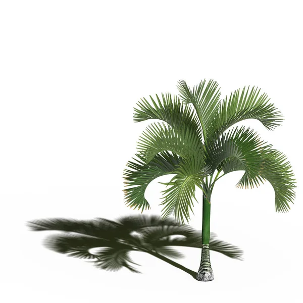 large palm tree with a shadow under it, isolated on white background, 3D illustration, cg render