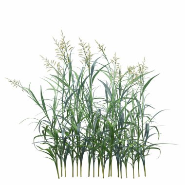 3d rendered floral illustration isolated on white