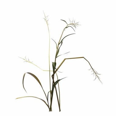 3d rendered floral illustration isolated on white