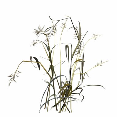 3d rendered floral illustration isolated on white