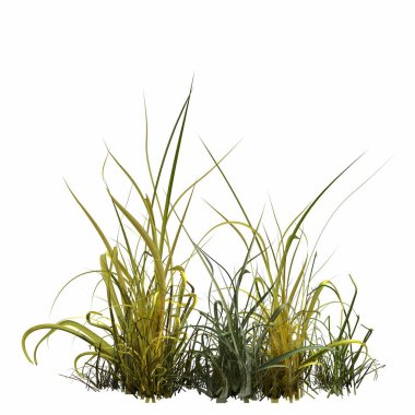 3d rendered floral illustration isolated on white