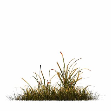 3d rendered floral illustration isolated on white