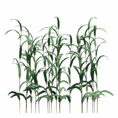 3d rendered floral illustration isolated on white