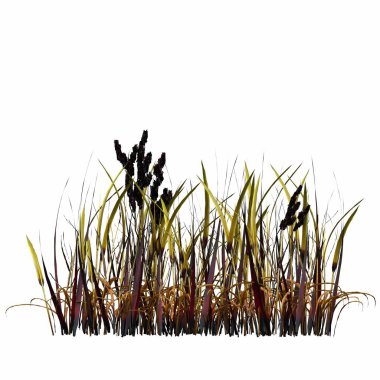 3d rendered floral illustration isolated on white