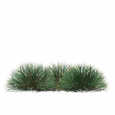 3d rendered floral illustration isolated on white