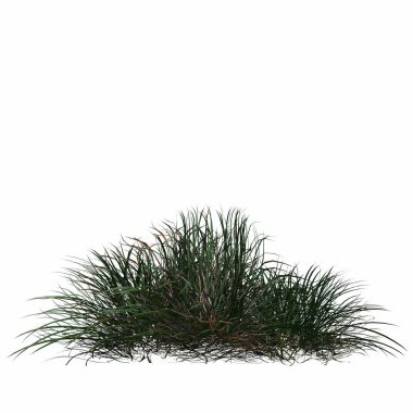 3d rendered floral illustration isolated on white