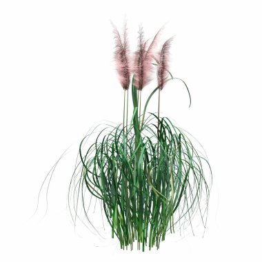 3d rendered floral illustration isolated on white