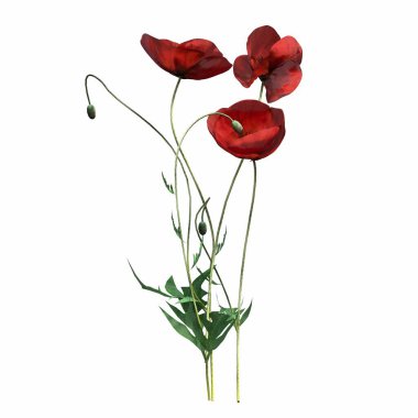 3d rendered floral illustration isolated on white