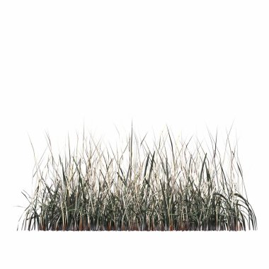 3d rendered floral illustration isolated on white