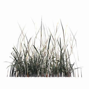 3d rendered floral illustration isolated on white