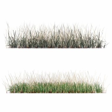 3d rendered floral illustration isolated on white