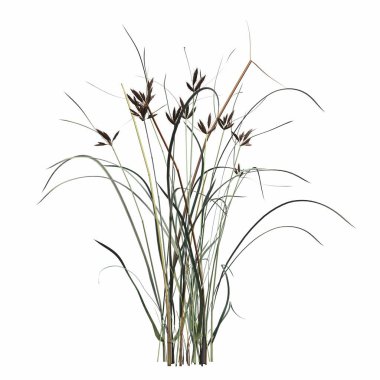 3d rendered floral illustration isolated on white