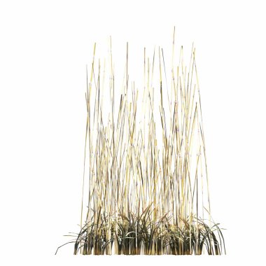 3d rendered floral illustration isolated on white