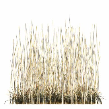 3d rendered floral illustration isolated on white