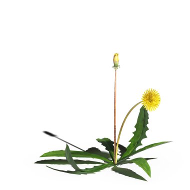 3d rendered floral illustration isolated on white