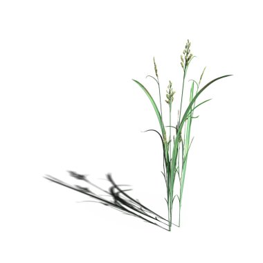 3d rendered floral illustration isolated on white