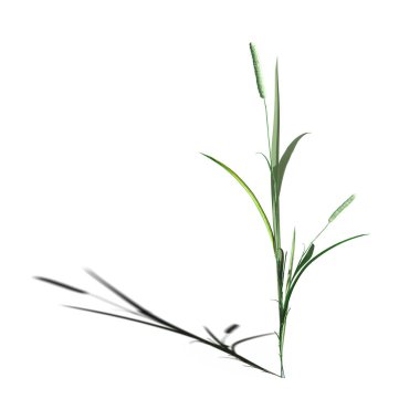 3d rendered floral illustration isolated on white