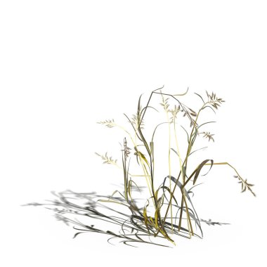 3d rendered floral illustration isolated on white